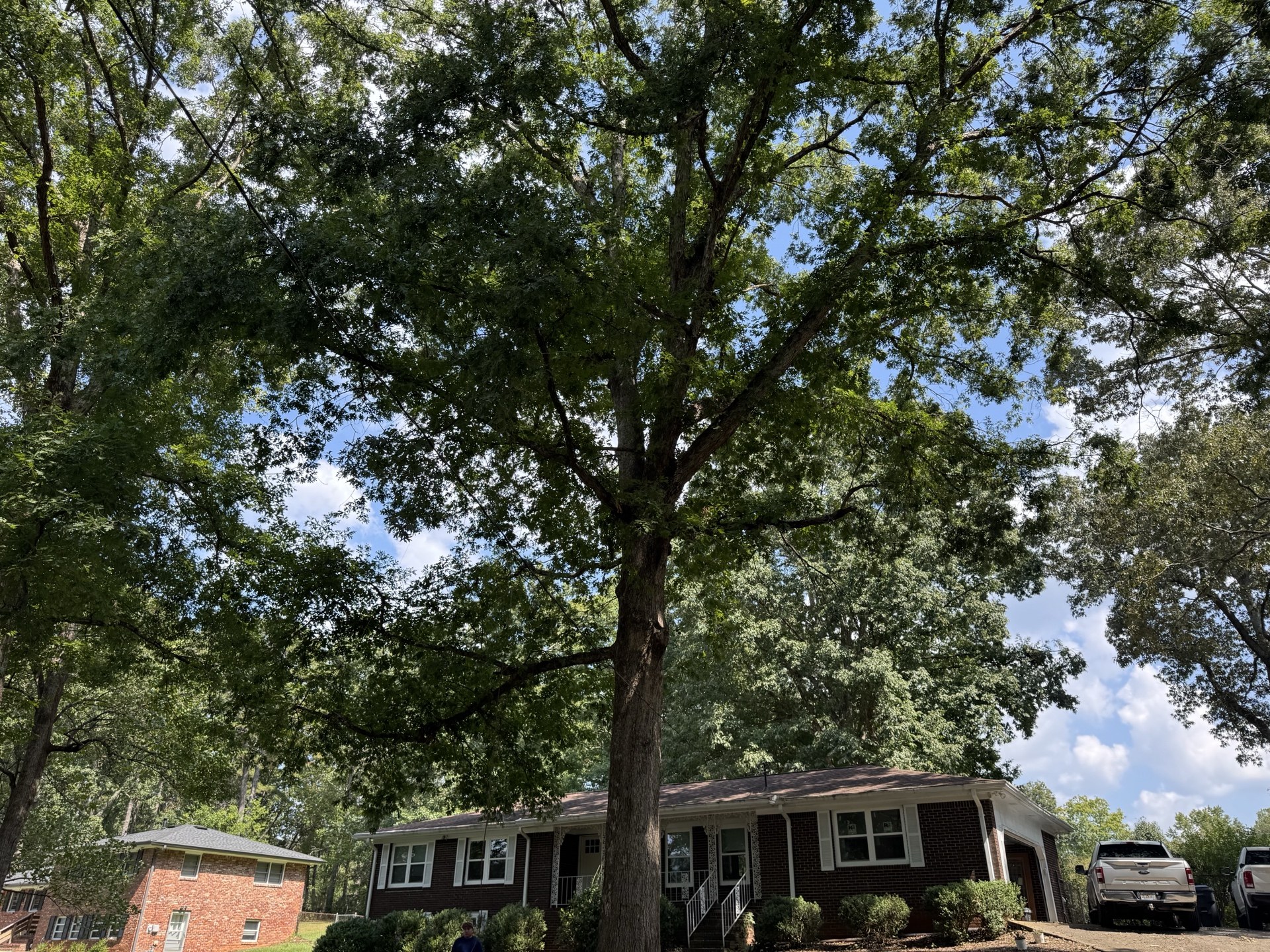 Before: Two large oak trees with dense canopy and deadwood in Marietta GA