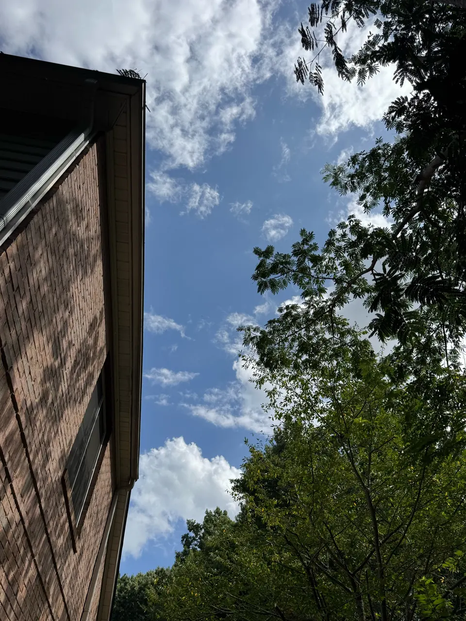 After: Roof and gutters fully cleared with proper tree clearance