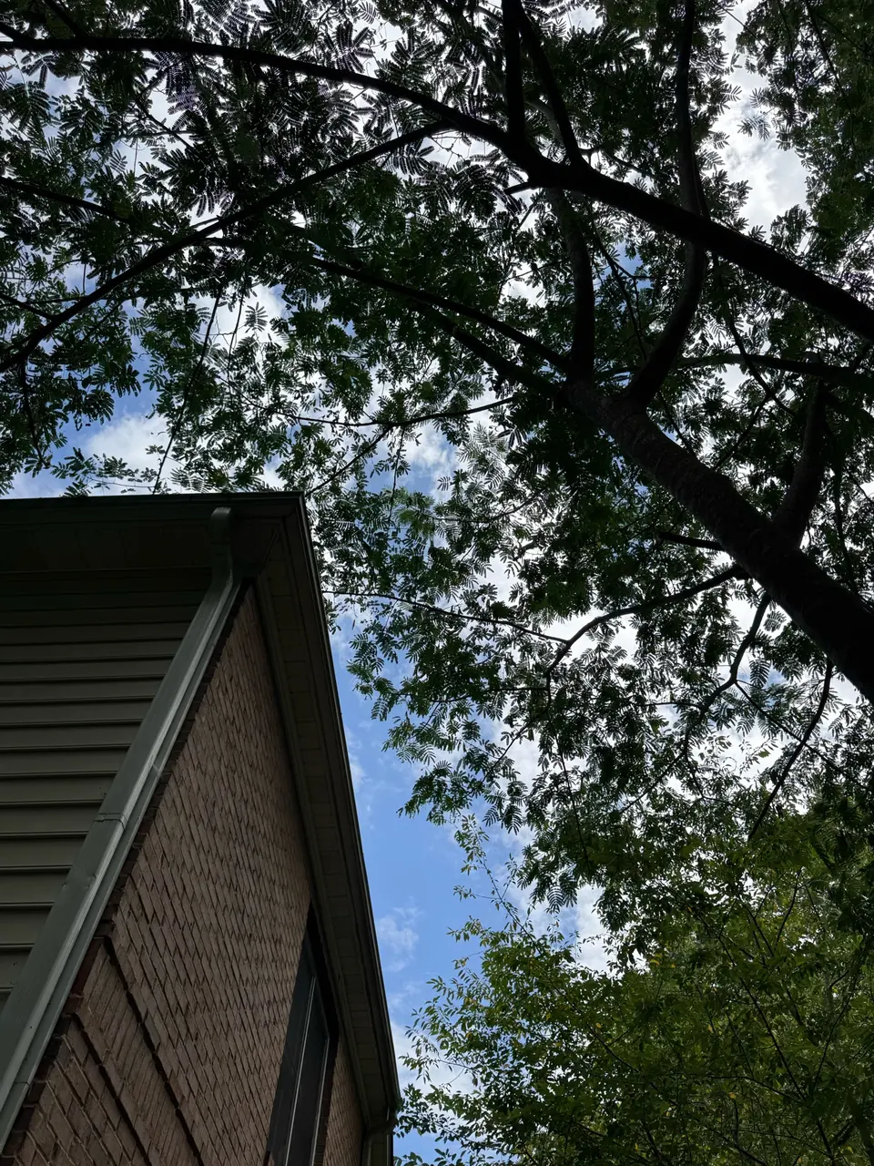Before: Heavy tree canopy directly above roofline blocking sky