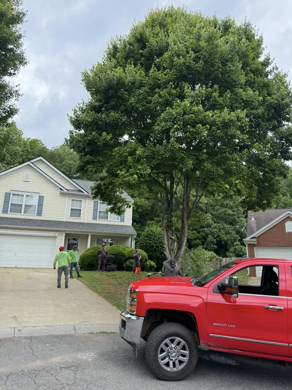 Before: Maple tree on right side of driveway before removal, crew in green shirts preparing equipment