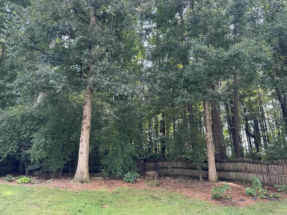 After: Oak canopy raised and thinned, sunlight reaching the yard in Smyrna GA