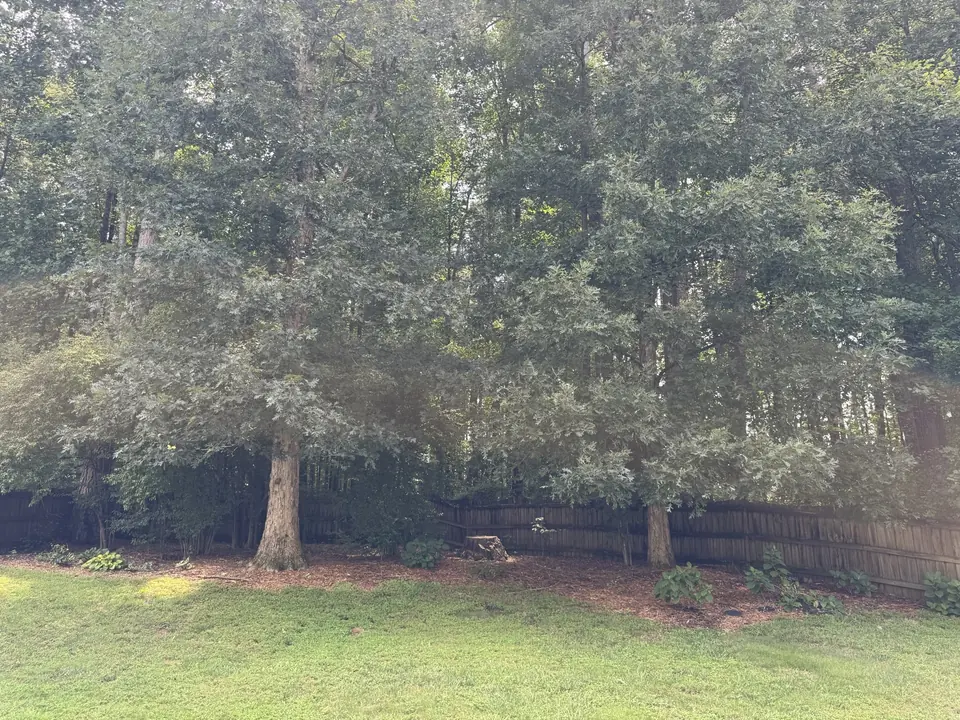 Before: Dense oak canopy blocking sunlight from reaching the yard in Smyrna GA