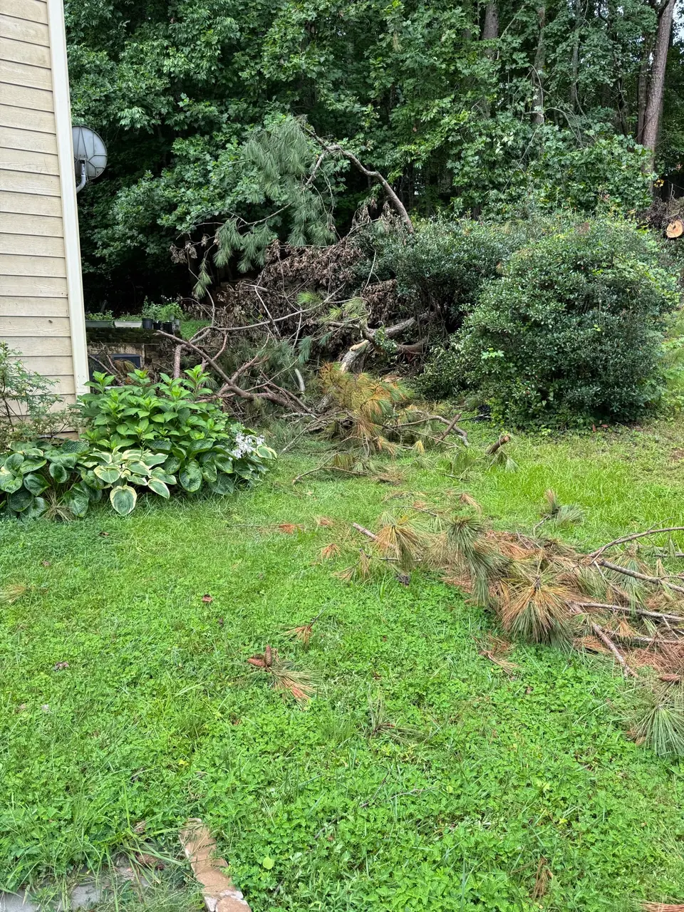 Before: Snapped pine tree fallen into bushes next to house in Dallas GA