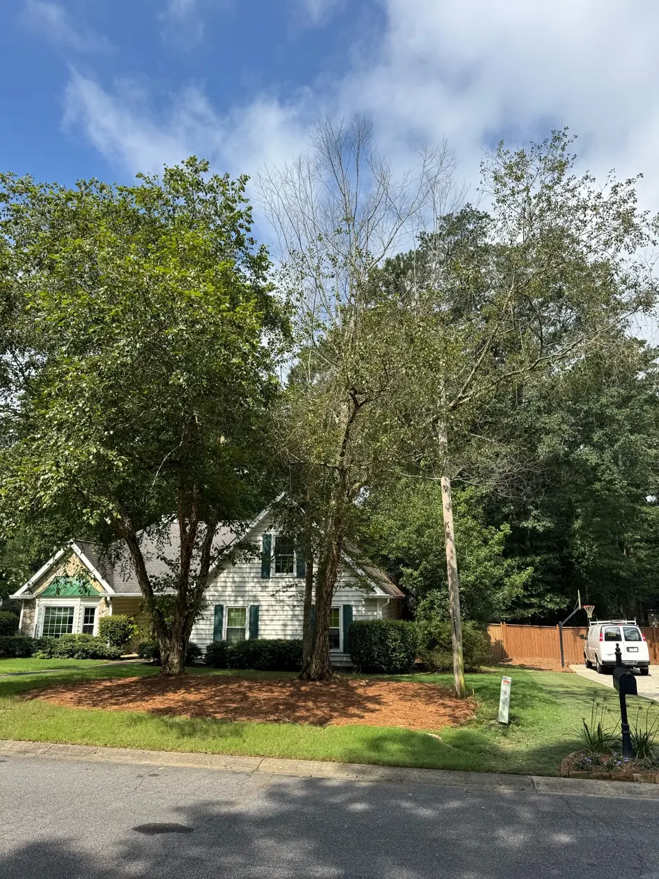 Before: Dying river birch growing into light pole in Marietta GA
