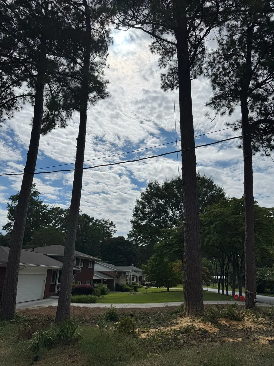 After: Pine removed with powerline clearance and surrounding trees visible in Woodstock GA
