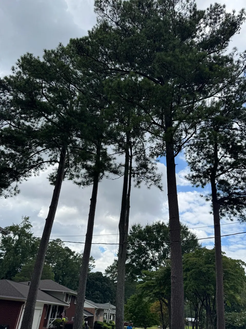 Before: Leaning pine tree between other pines and powerlines in Woodstock GA
