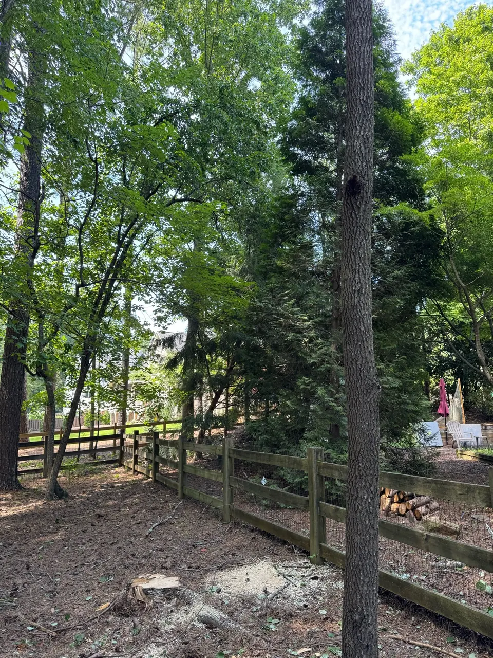 After: Maple removed with the fence and cleaned work area visible in Roswell GA