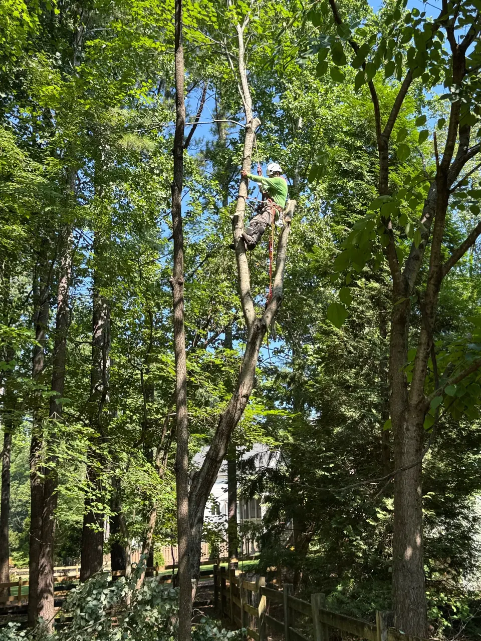 Before: Climber in tree removing maple near fence in Roswell GA