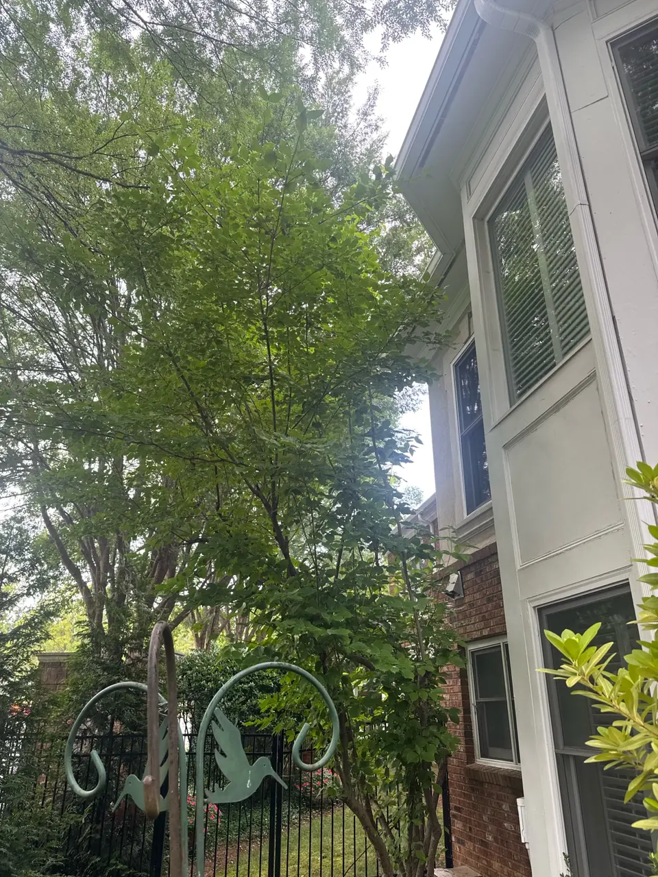 Before: Elm and dogwood branches scraping windows and gutters in Buckhead GA