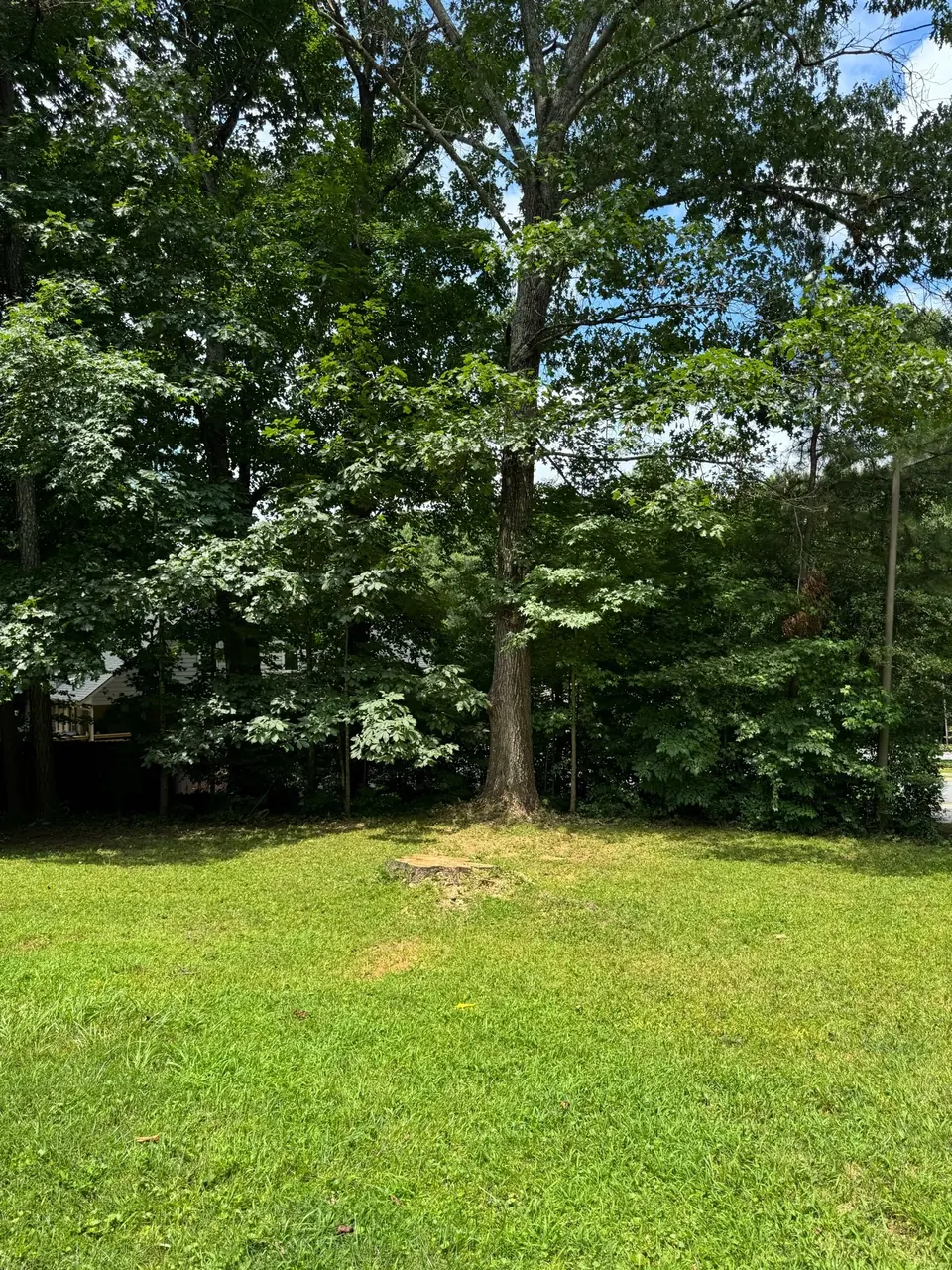 After: Clean lawn with the stump remaining and surrounding trees visible
