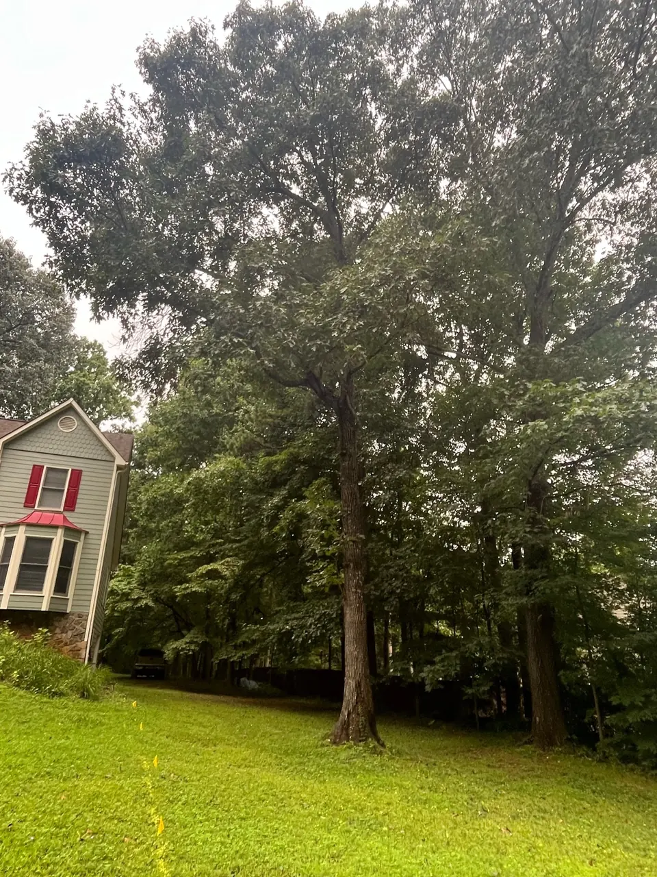 Before: Large oak tree in front yard next to house in Powder Springs GA