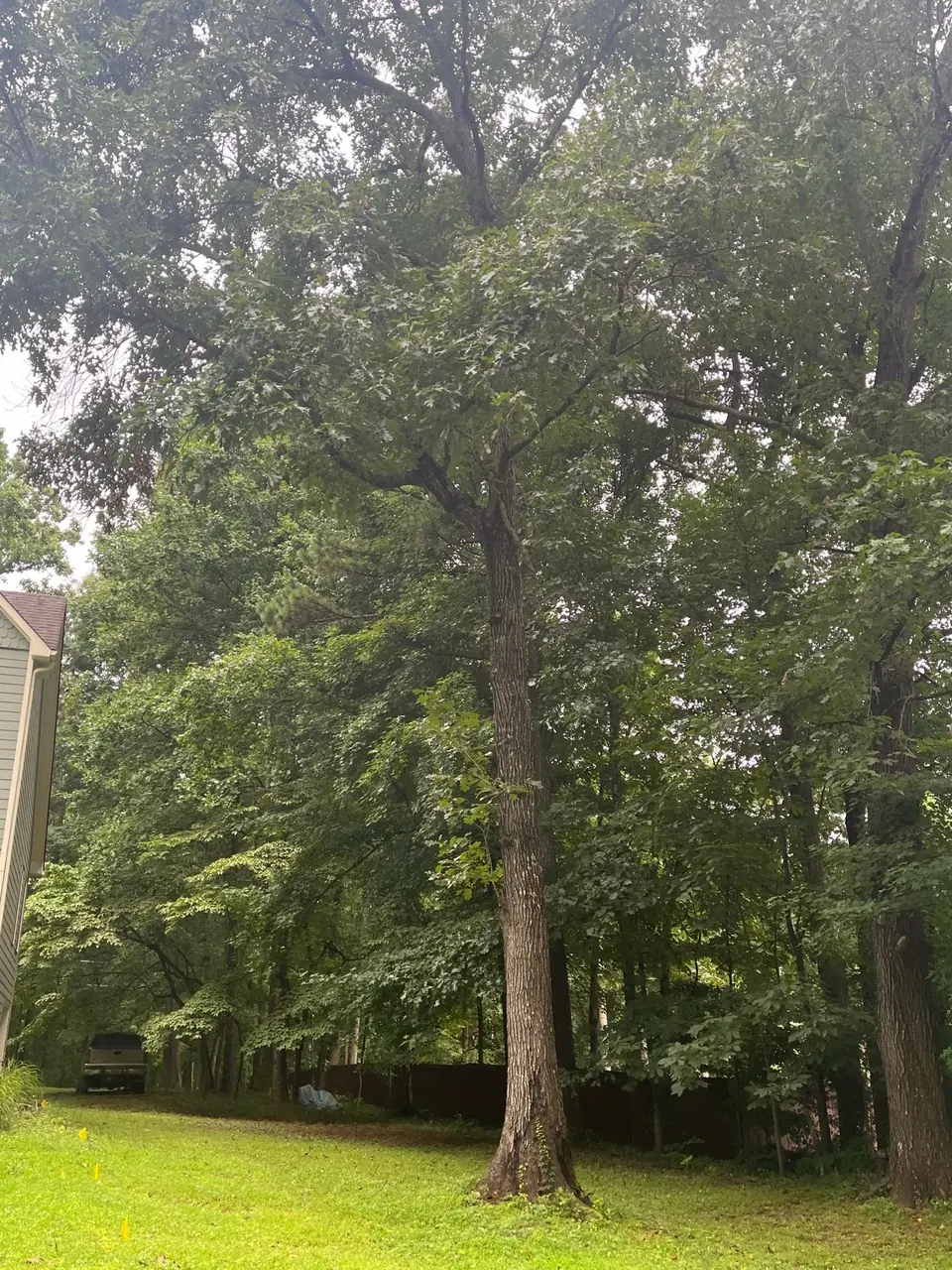 Before: Another angle showing massive oak trunk and canopy spread