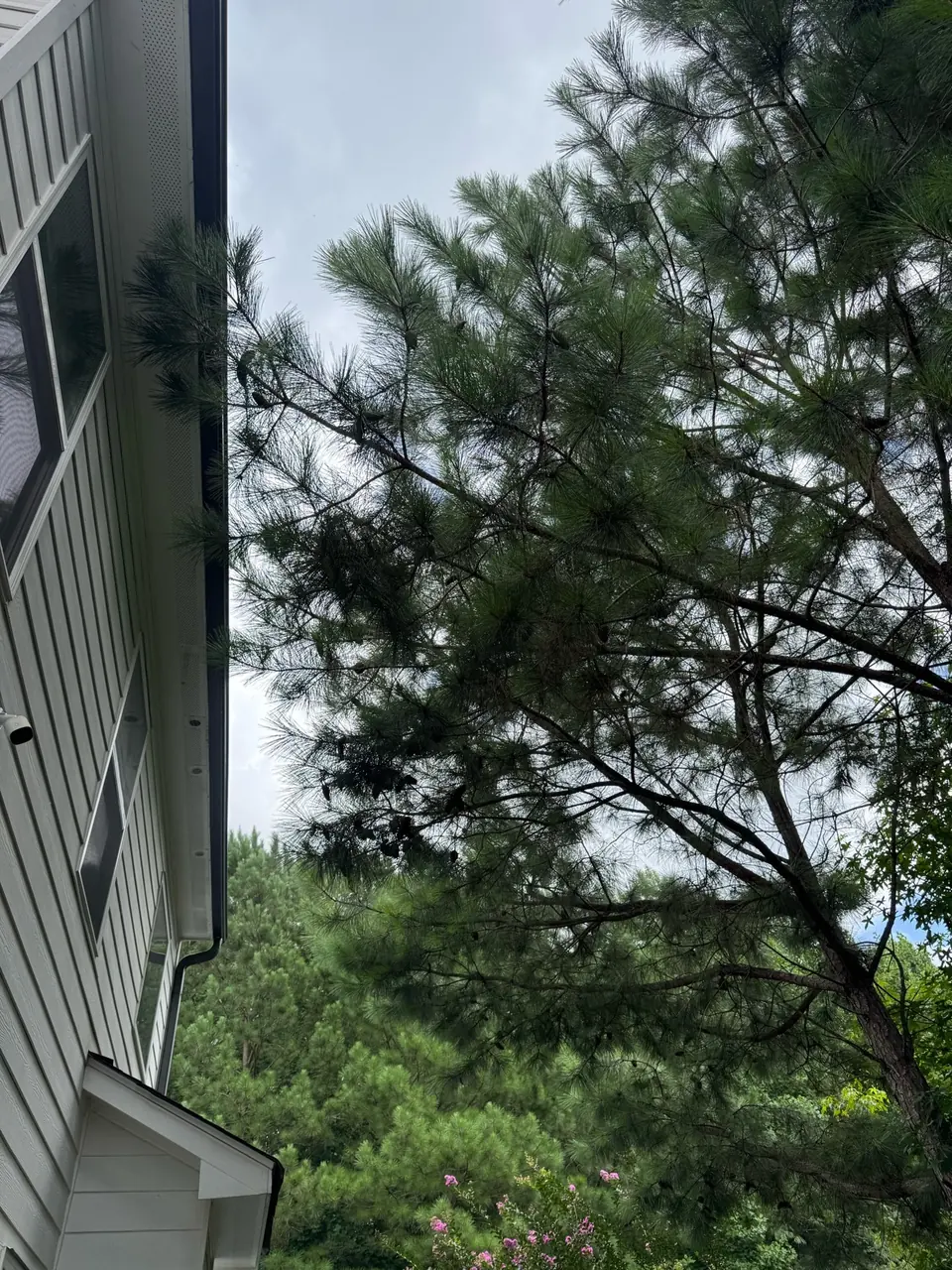 Before: Pine branches growing into townhome siding in Sandy Springs GA