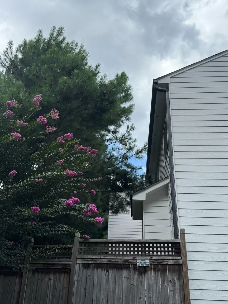 Before: Pines growing into back of townhome from fence line