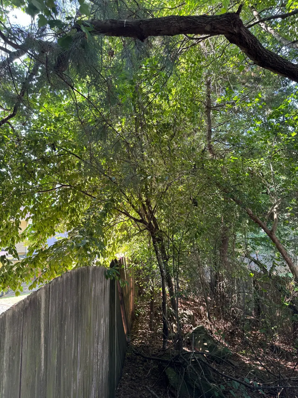 Before: Dense undergrowth growing into and over fence in Canton GA