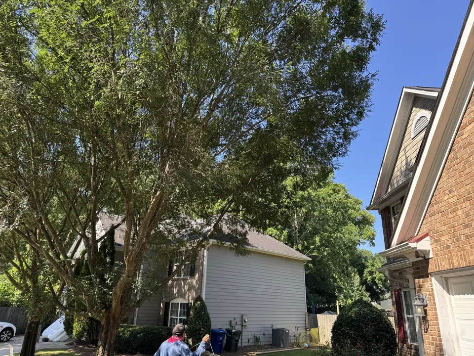 Before: Elm tree growing into front of brick house in Acworth GA