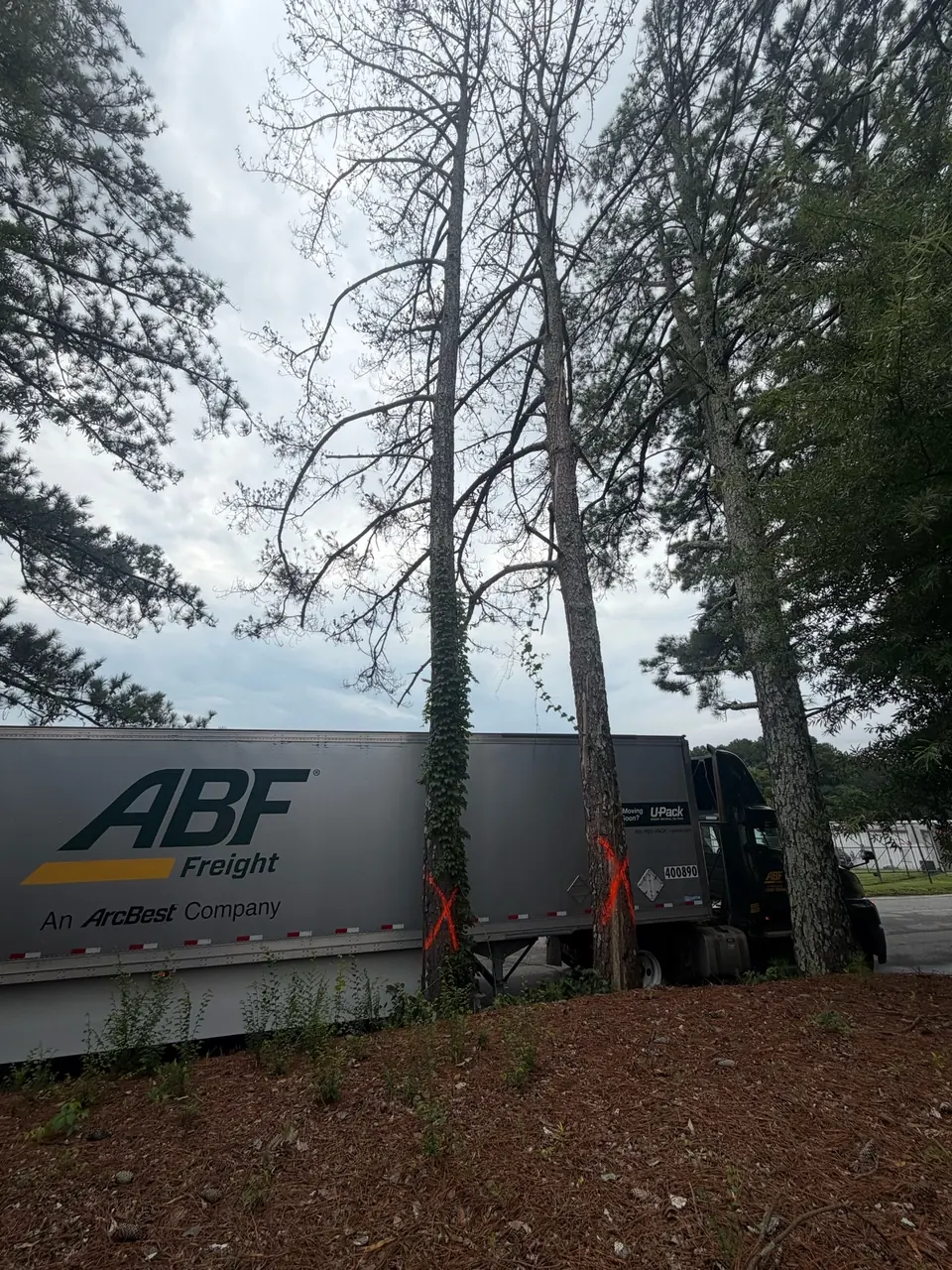 Before: Two large dead pine trees marked with red X overhanging parking lot next to ABF Freight truck in Smyrna GA