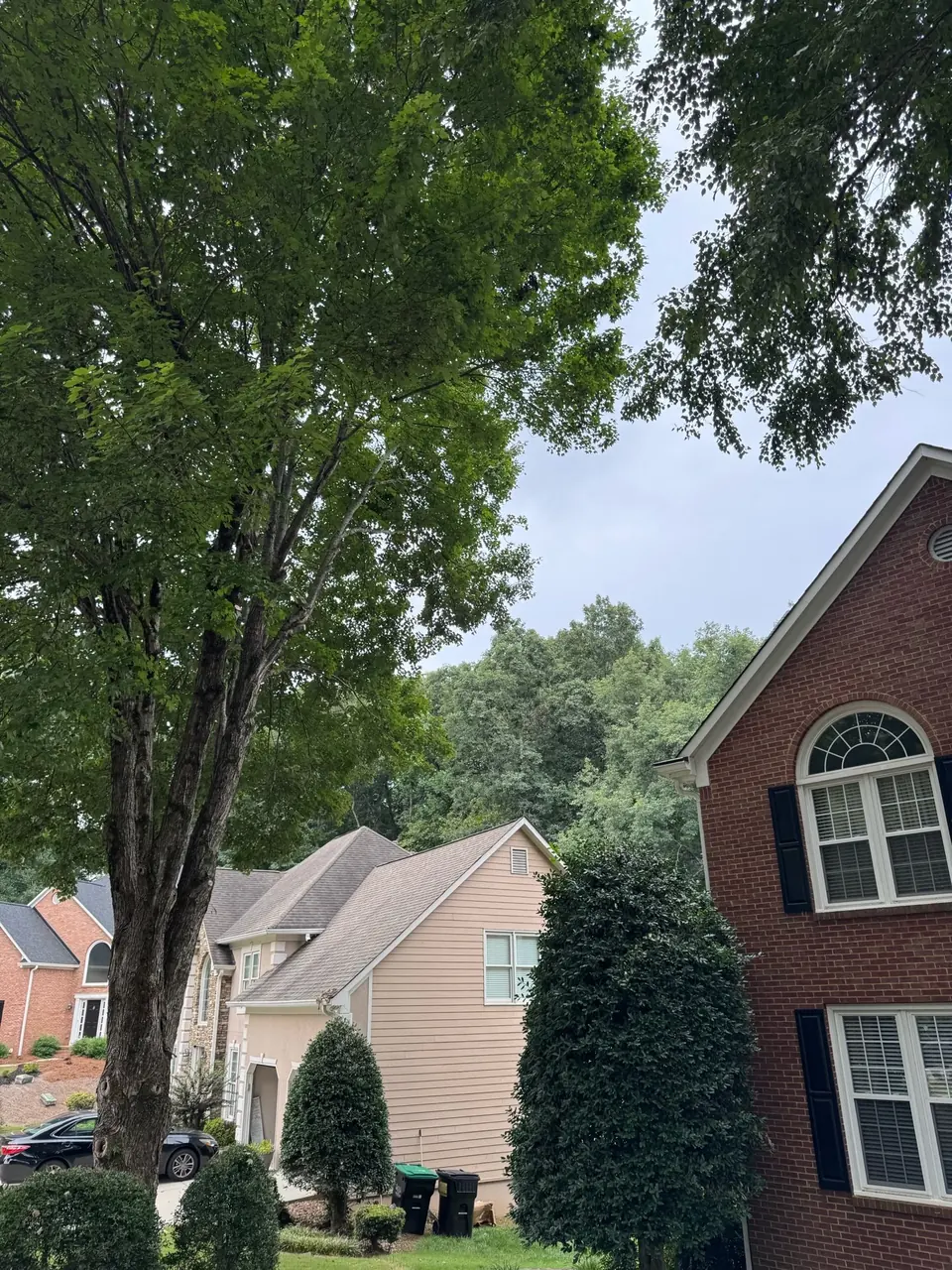 After: Maple pruned back with clear space between canopy and house roofline in Acworth GA