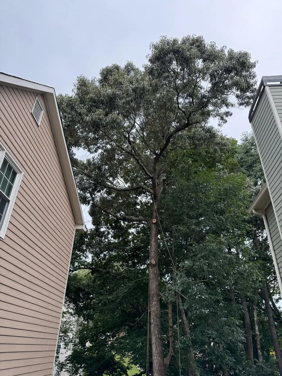 After: Oak branches pruned away from roof with clear space and fresh cut visible on trunk in Woodstock GA
