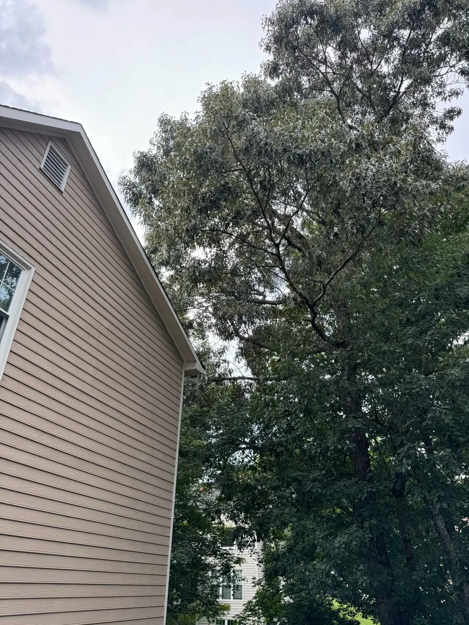 Before: Large oak tree branches growing over roof of house with tan siding in Woodstock GA