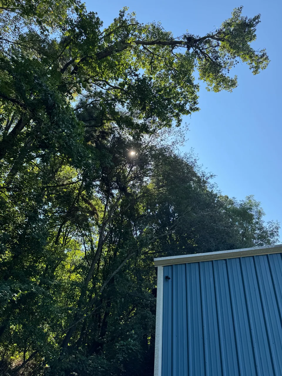 After: Ivy-covered leaning tree removed with the roof, building and surrounding property protected in Kennesaw GA