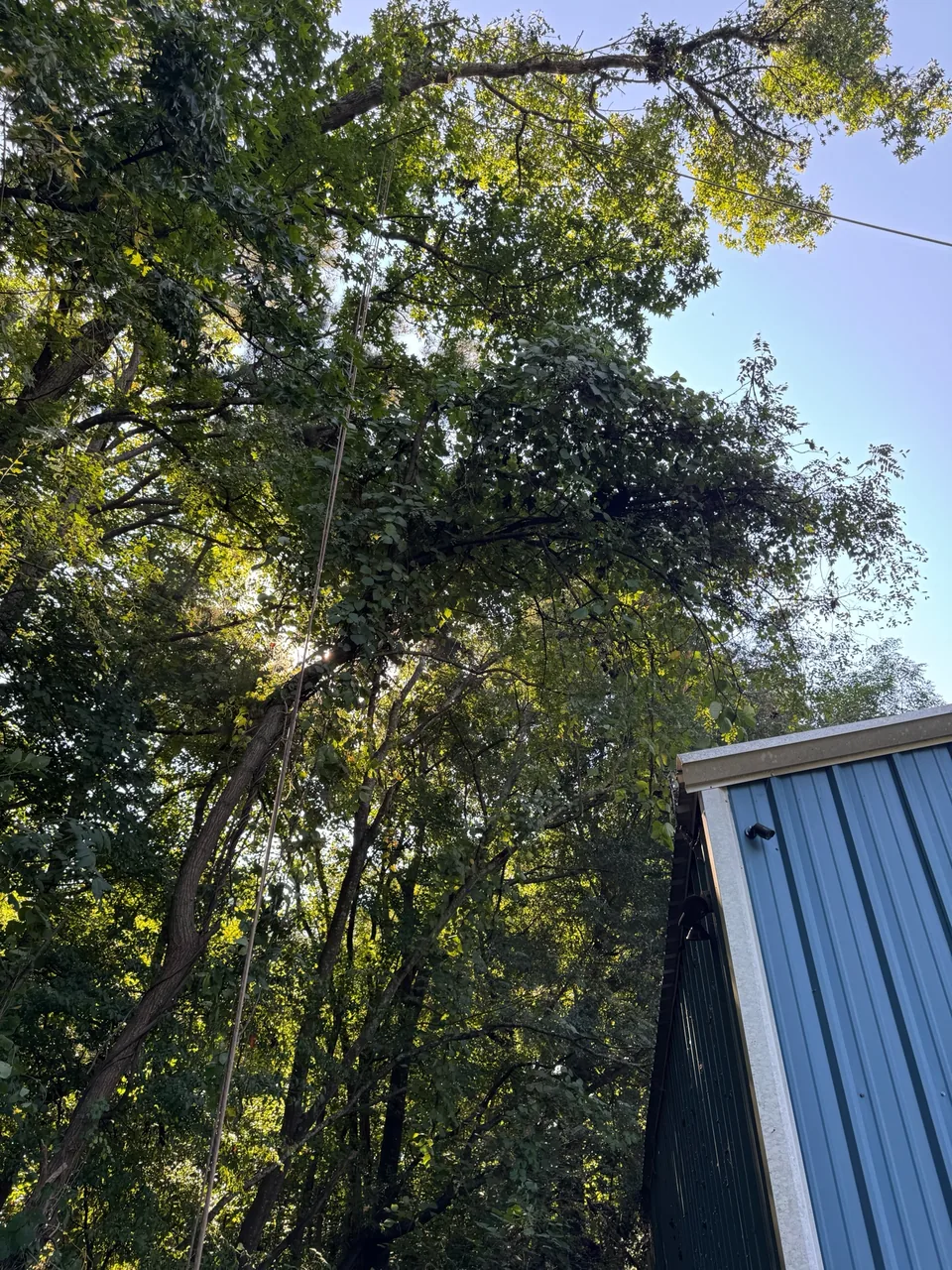 Before: Severely leaning ivy-covered tree threatening the roof and building below in Kennesaw GA