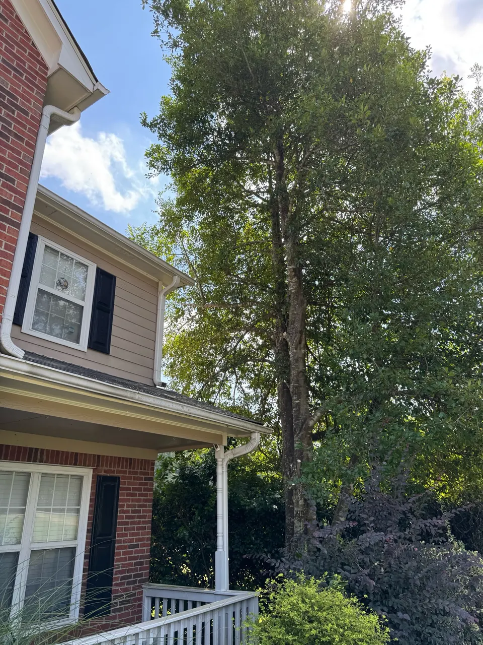 After: Holly tree pruned back from the house roof and siding in Kennesaw GA