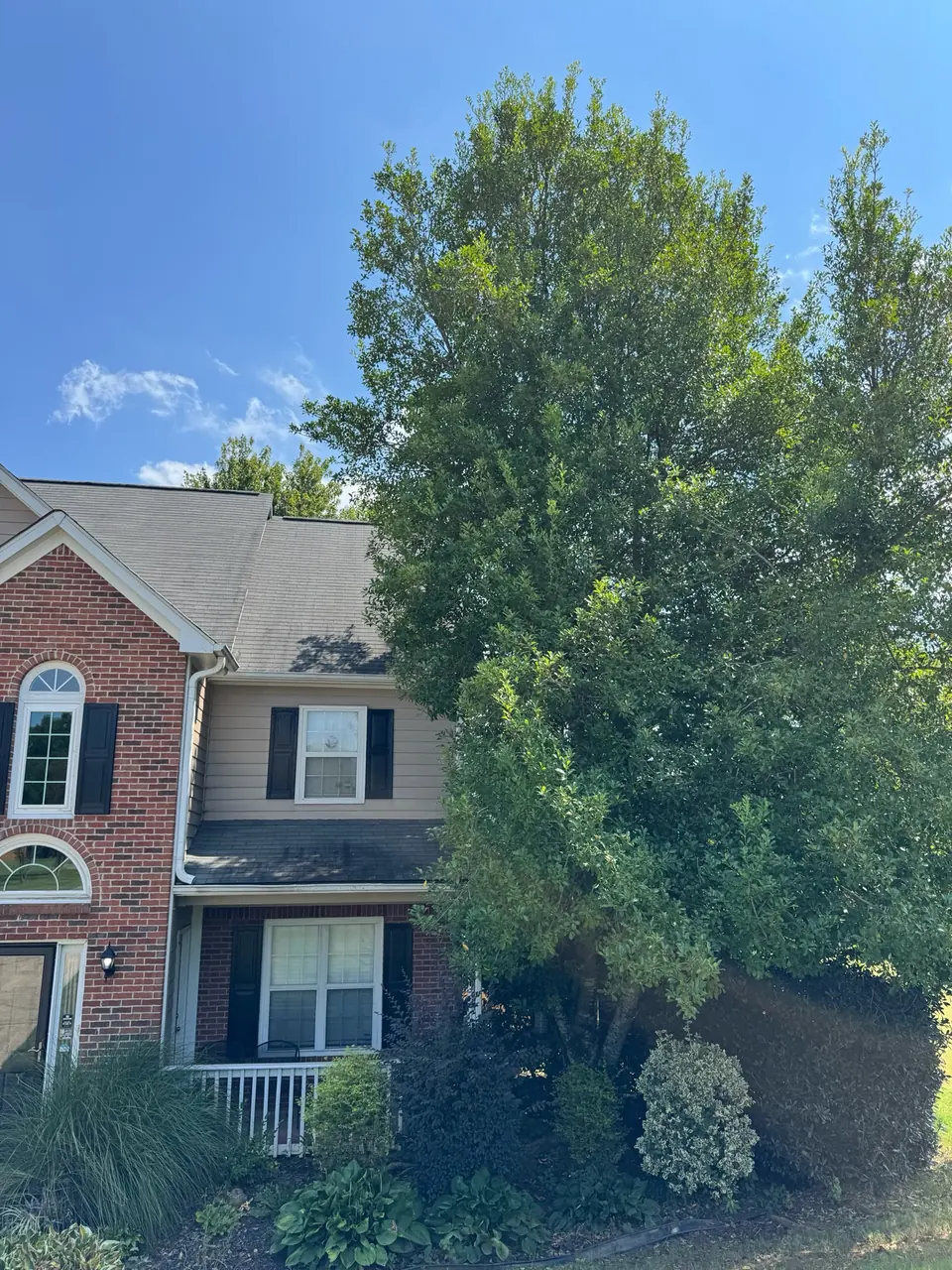 Before: Massive holly tree growing into the side of a house in Kennesaw GA