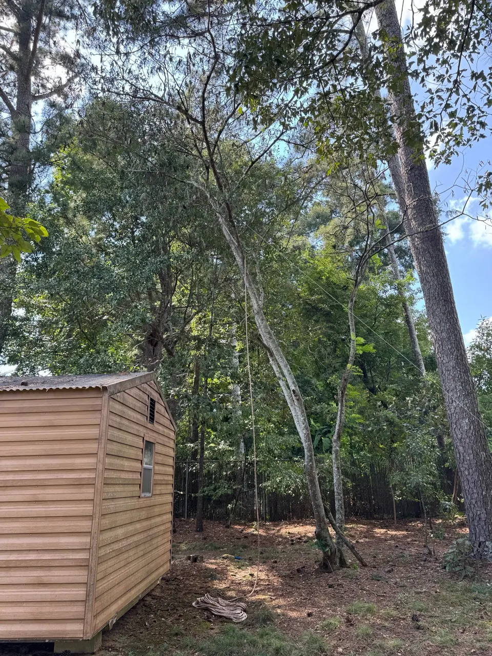 Before: Dead codominant tree leaning toward a shed in Powder Springs GA
