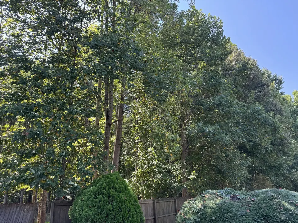 Before: Trees growing over a fence line in Marietta GA