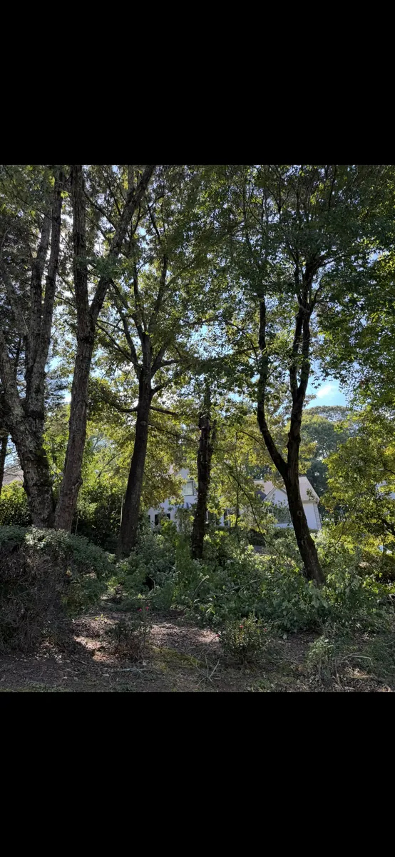 Before: dying maple tree removal in Roswell, GA