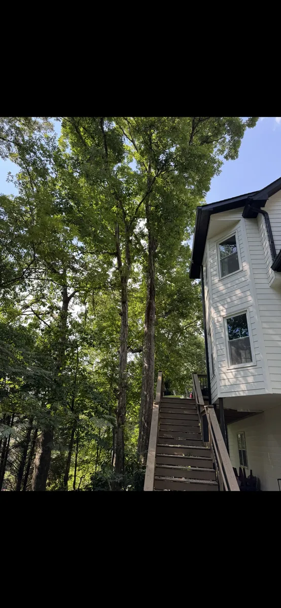 After: oak pruning away from deck and gutters in Canton, GA