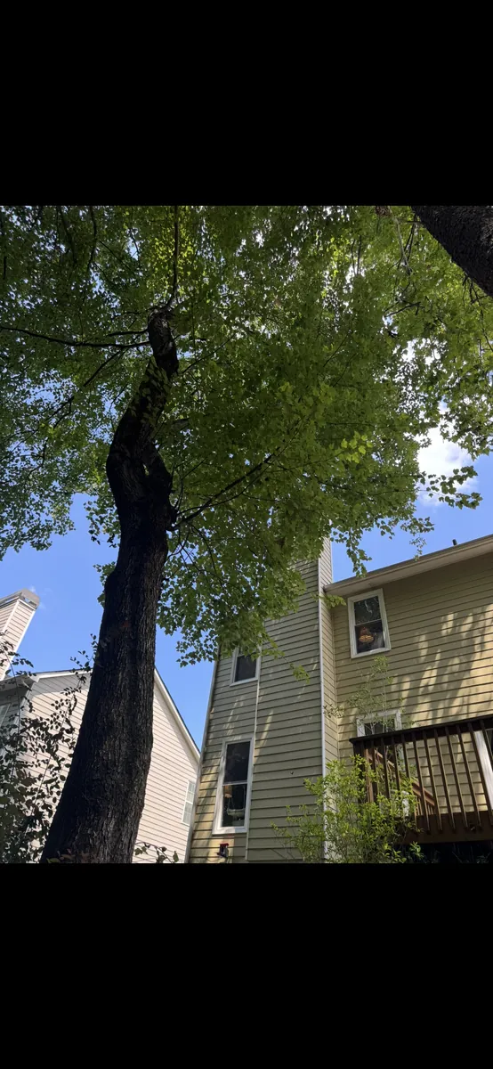 Before: tree pruning away from fireplace chimney in Dallas, GA