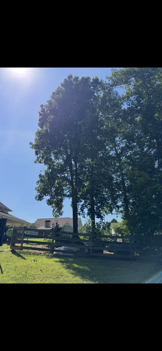 Before: five oak trees removed near barn and fence in Holly Springs, GA