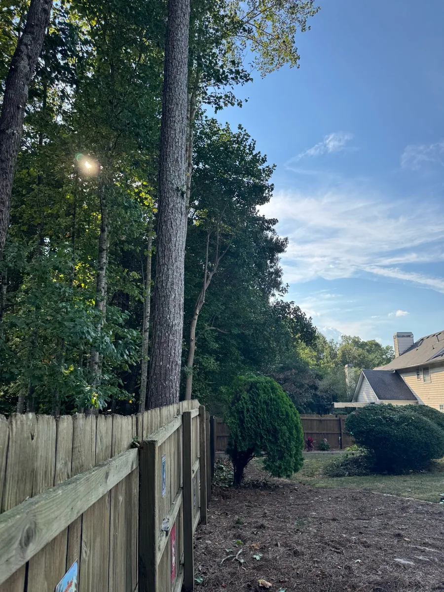 After: fence-line canopy raising for sunlight in Smyrna, GA