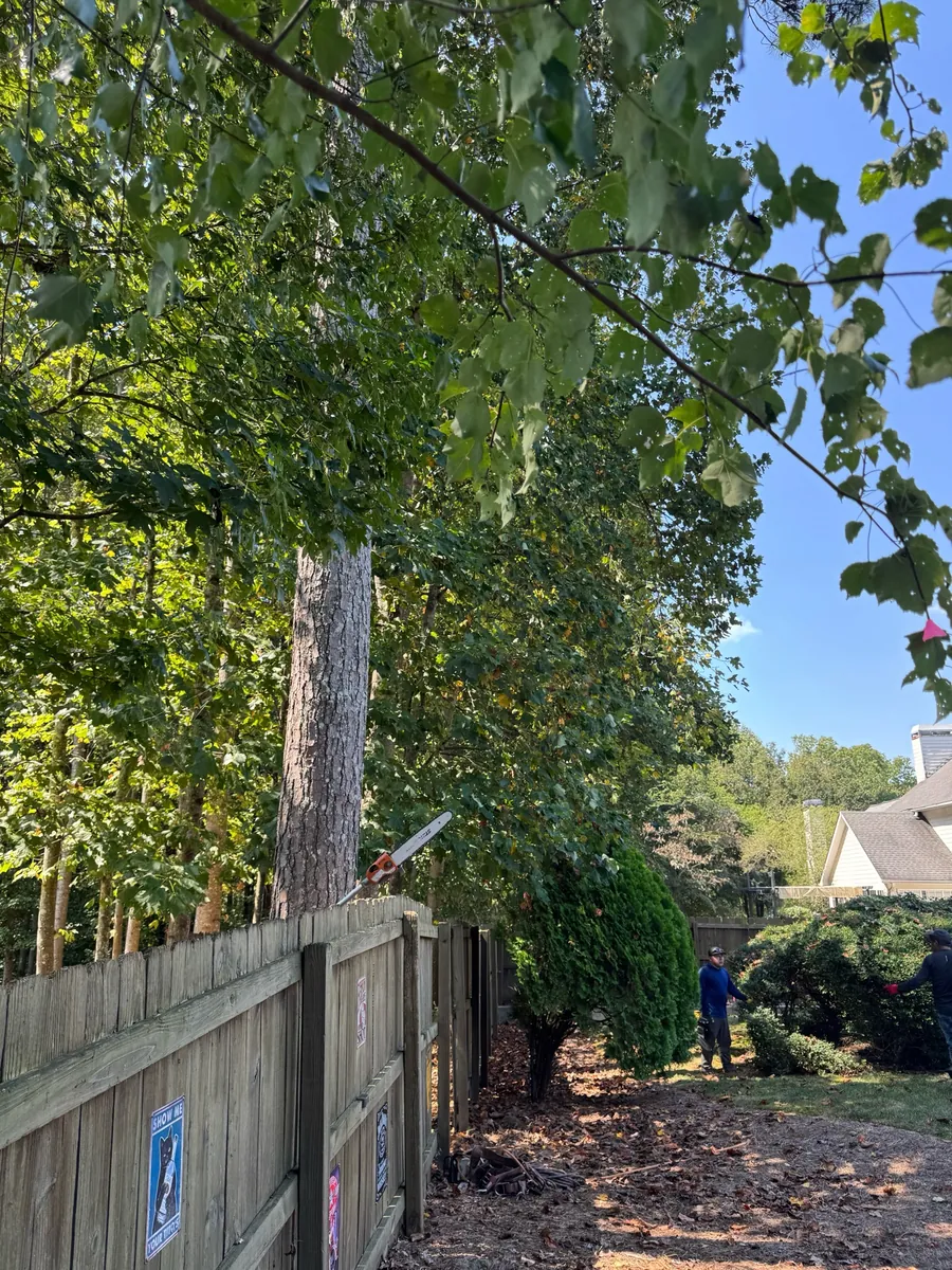 Before: fence-line canopy raising for sunlight in Smyrna, GA