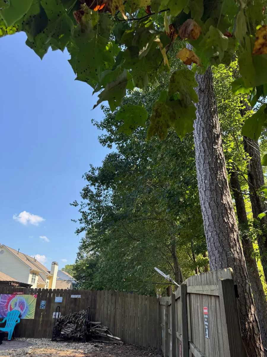 Before: fence-line canopy raising for sunlight in Smyrna, GA