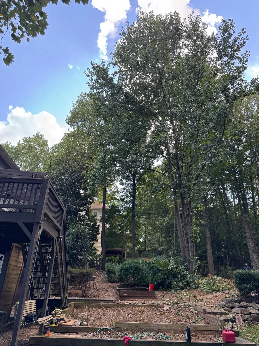 Before: multi-trunk poplar removal near house and walkway in Vinings, GA
