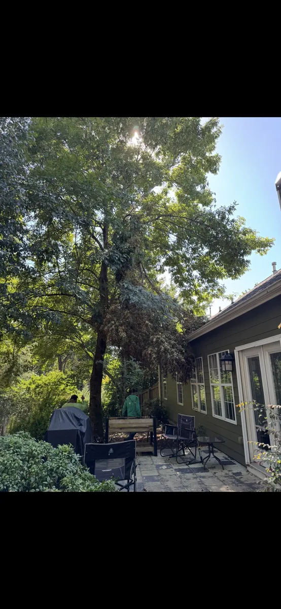 Before: broken branch removed from roof in Acworth, GA