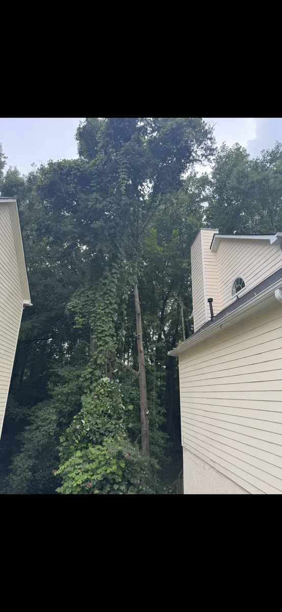 After: vine-covered tree pruned away from roof and chimney in Kennesaw, GA