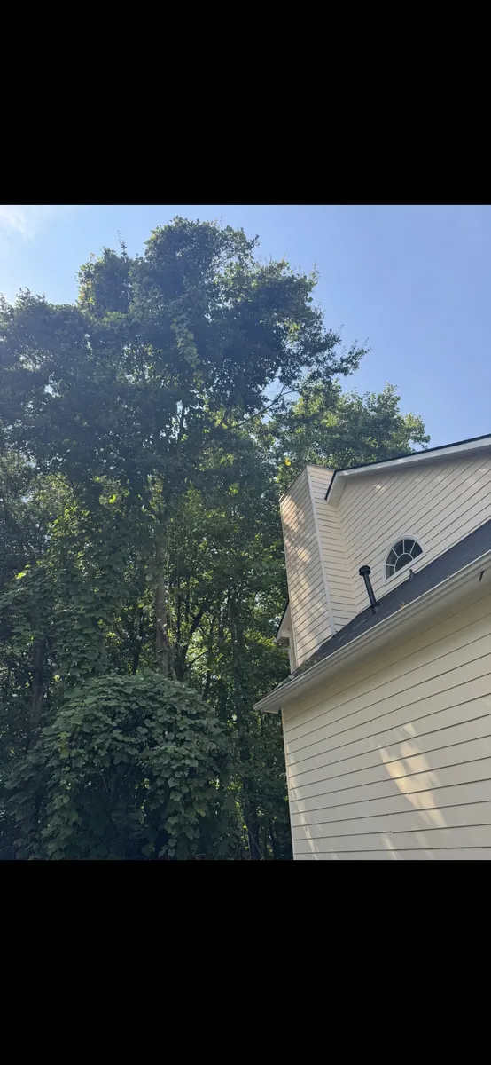 Before: vine-covered tree pruned away from roof and chimney in Kennesaw, GA