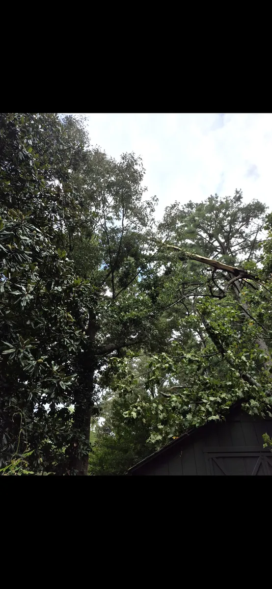 Before: snapped poplar removed from shed and fence in Brookhaven, GA