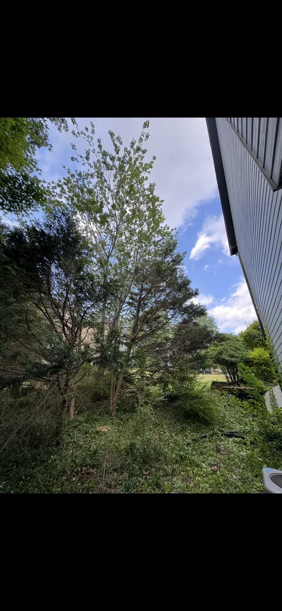 After: dead leyland cypress removal near house in Ball Ground, GA