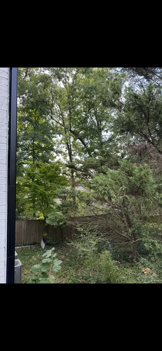 After: dead leyland cypress removal near house in Ball Ground, GA