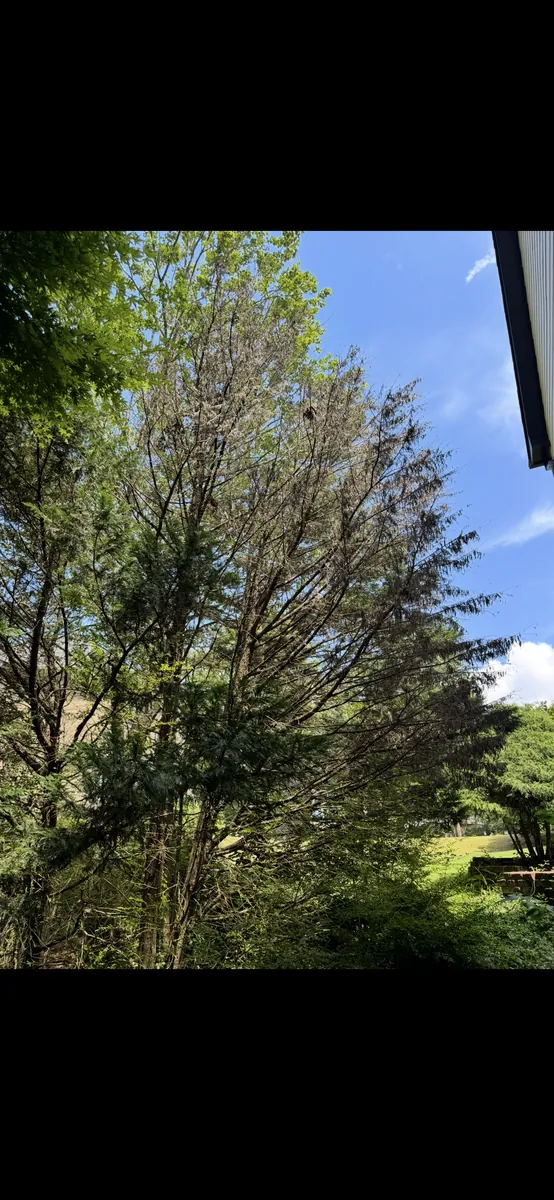 Before: dead leyland cypress removal near house in Ball Ground, GA