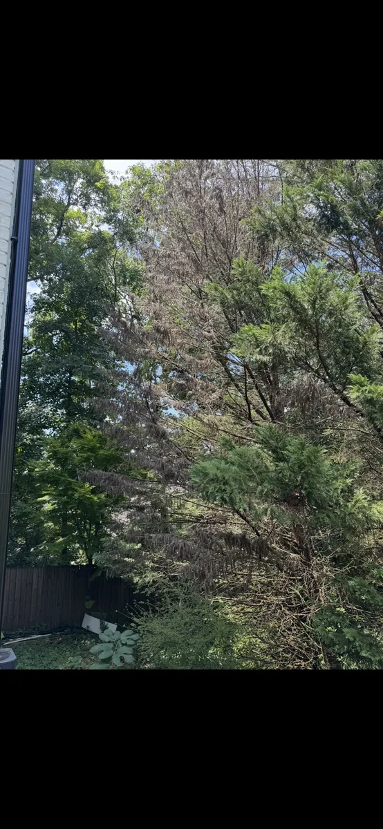 Before: dead leyland cypress removal near house in Ball Ground, GA