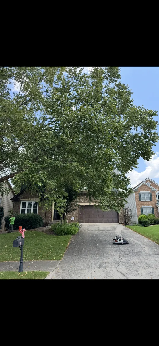 Before: river birch canopy lift for curb appeal in Powder Springs, GA
