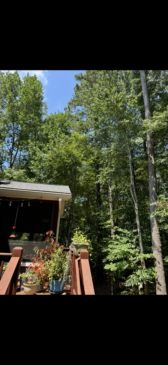 After: tree pruning away from house and chimney in Sandy Springs, GA