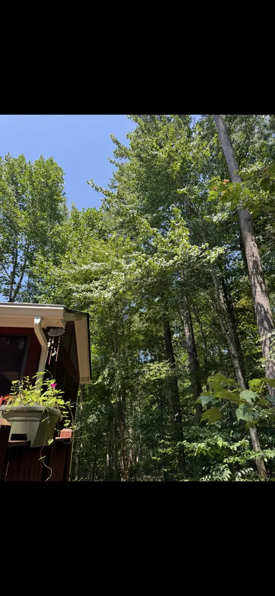 Before: tree pruning away from house and chimney in Sandy Springs, GA