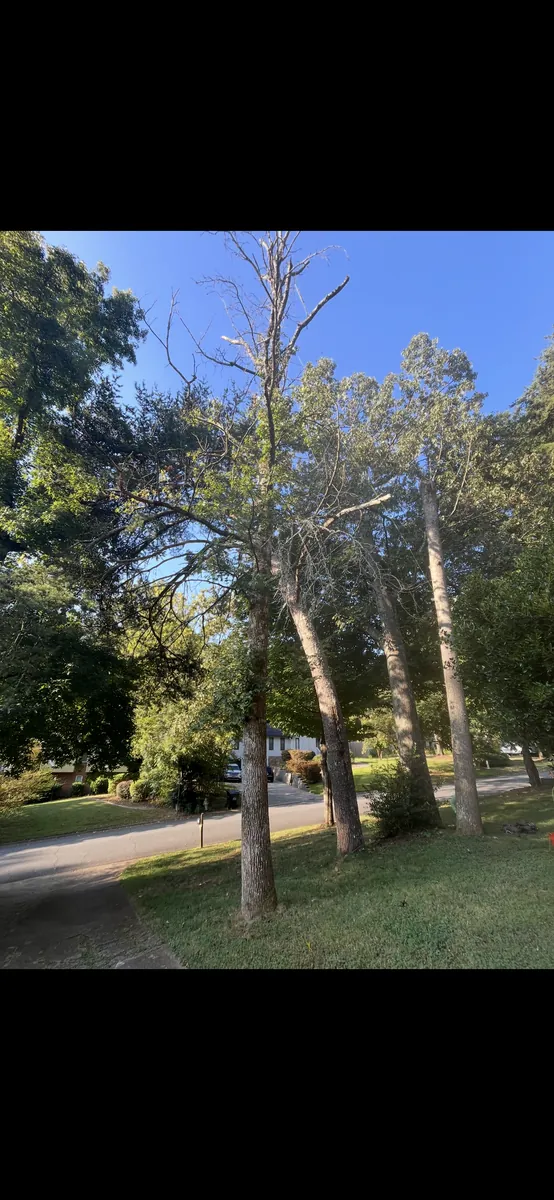 Before: dead pine and two leaning oaks removed in Marietta, GA